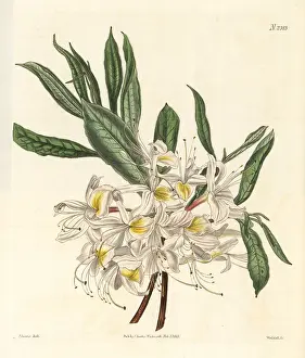 Azalea: Thomson's white-flowered pontick azalea, Rhododendron luteum