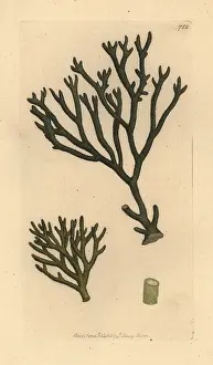Downy: Thongweed, Himanthalia elongata