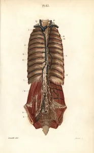 Leveille: The thoracic canal