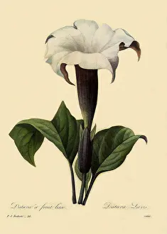 Thorn: Thorn Apple