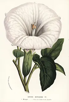 Serres: Thorn apple, Datura innoxia