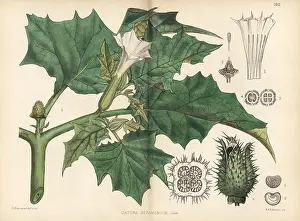 Datura: Thorn apple, Datura stramonium