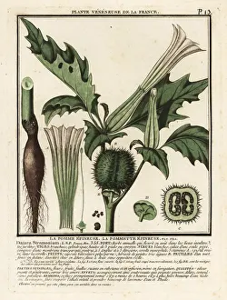 18th Century: Thorn apple, Datura stramonium