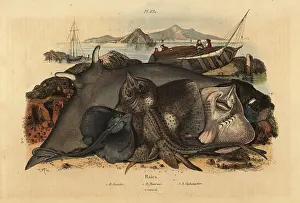 Lusitanian: Thornback ray, cownose ray and giant devil ray