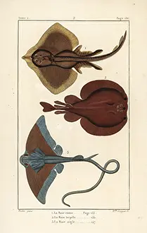 Pretre: Thornback ray, torpedo, and eagle ray
