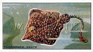 Thornback: THORNBACK SKATE