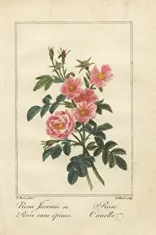 Cinnamon: Thornless pink rose and cinnamon rose