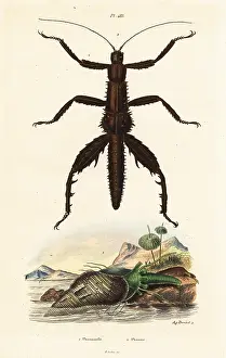 August Dumenil: Thorny devil walking stick and Australian pheasant shell