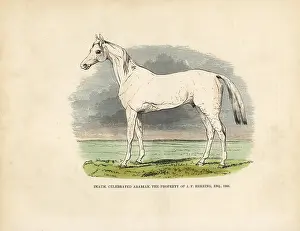 Smellie: Thoroughbred Arabian horse Imaum
