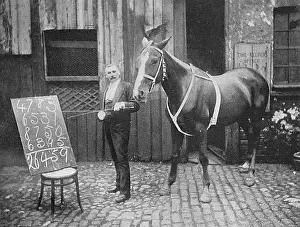 Evidently: THOUGHT-READING HORSE