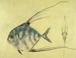 Strands: Thread-Finned Trevally