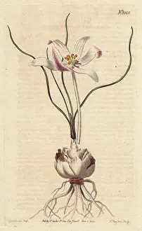 Spiralis: Thread-leaved gethylis with white and lilac