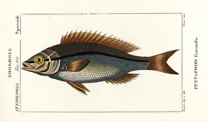 Bream: Threadfin bream, Pentapodus fasciuola