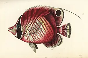 Chaetodon: Threadfin butterflyfish, Chaetodon auriga