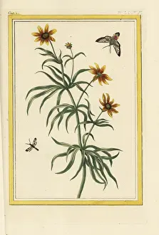 Coreopsis: Threadleaf coreopsis, Coreocopsis verticillata