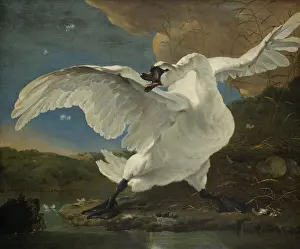 Bsloc1606: The Threatened Swan