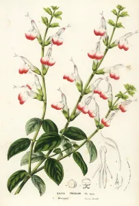 Salvia: Three-colored sage, Salvia tricolor