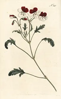 Pelargonium: Three-coloured crane's-bill, Pelargonium tricolor