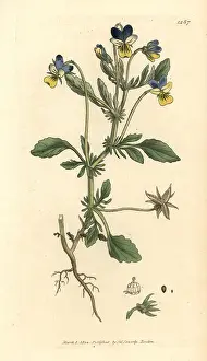Heartsease: Three-coloured pansy, Viola tricolor