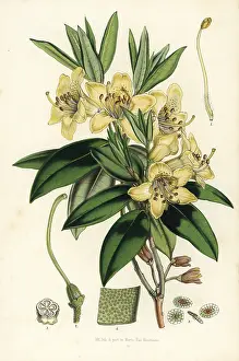 Serres: Three-flowered rhododendron, Rhododendron triflorum