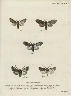 Turnip: Three-humped prominent, olive moth and turnip moth