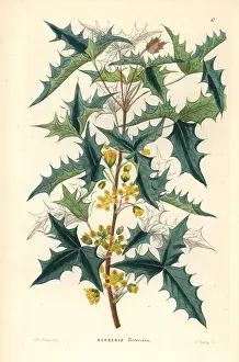 Shrubbery: Three-leaved berberry, Berberis trifoliata