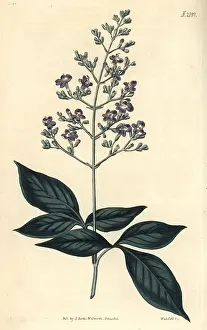 Chaste: Three-leaved chaste tree, Vitex trifolia