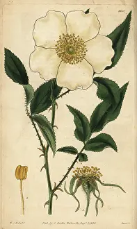 Sinica: Three-leaved Chinese rose, Rosa sinica