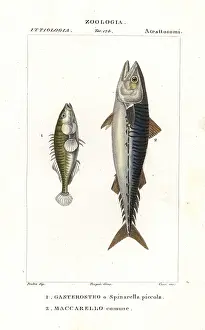 Corsi: Three-spined stickleback and Atlantic mackerel