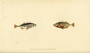 Stickleback: Three-spined stickleback, Gasterosteus aculeatus
