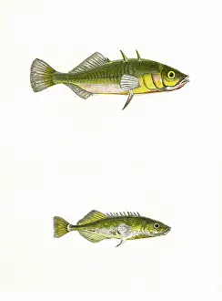 Tinker: Three-Spined Stickleback and Tinker