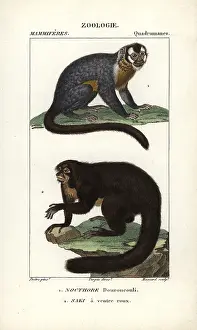 Saki: Three-striped night monkey, Aotus trivirgatus