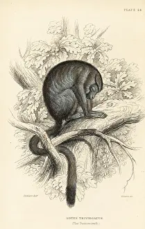 Jardines: Three-striped night monkey, Aotus trivirgatus