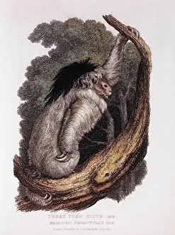 Tridactylus: Three-Toed Sloth - Animal - Nature