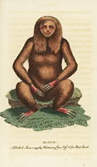 Tridactylus: Three-toed sloth, Bradypus tridactylus