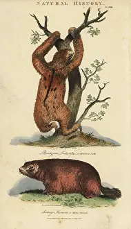 Pantologia: Three-toed sloth, Bradypus tridactylus, and