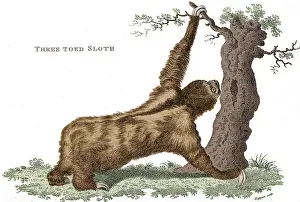 Sloth: Three-Toed Sloth, Historical Etching