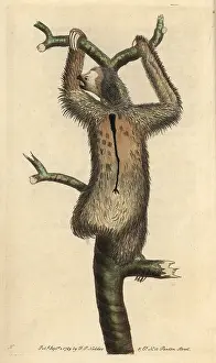 Tridactylus: Three-toed sloth or pale-throated sloth, Bradypus