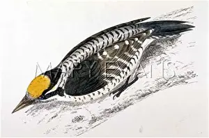 Tridactylus: THREE-TOED WOODPECKER