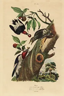 Casse: Three-toed woodpecker, Picoides tridactylus