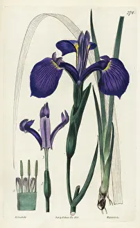 Tridentata: Three-toothed iris, Iris tridentata