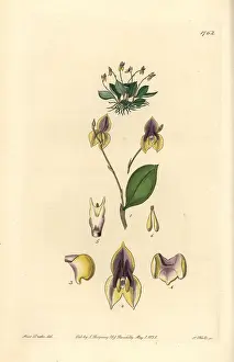 Tridentata: Three-toothed lepanthes orchid, Lepanthes tridentata