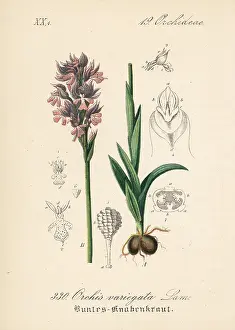 Subsp: Three-toothed orchid, Neotinea tridentata