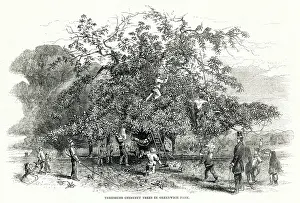 Threshing: Threshing chestnuts trees in Greenwich Park 1857