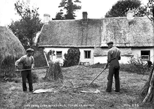 Threshing: Threshing Corn With Flails, Toome, Co Antrim