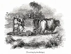 Threshing: Threshing corn by sledge, Middle East