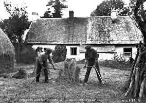 Sheaf: Threshing With Flails, Turning the Sheaf, Toome, Co Antrim