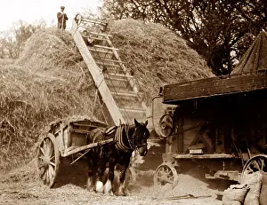 Haymaking: Threshing during haymaking, probably 1920s