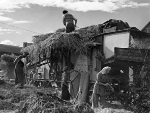 Thresher: THRESHING OATS