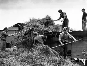 Feeder: THRESHING PEAS